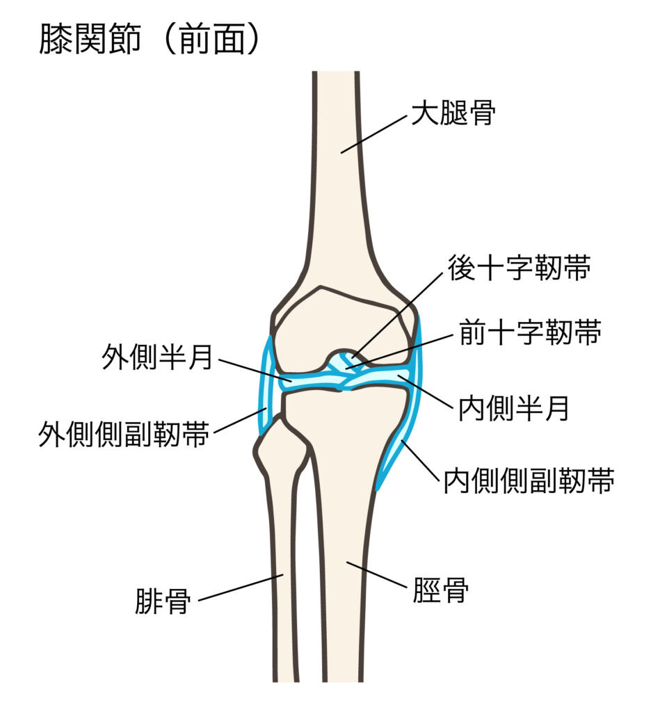 内側側副靭帯（MCL：Medial Collateral Ligament）は膝関節の内側に位置する靭帯の一つです。前十字靭帯と同様に、大腿骨（ふとももの骨）と脛骨（すねの骨）をつなぐ役割を持ち、膝の内側からの外向きストレスを抑制することで膝の安定性を維持する働きがあります。
