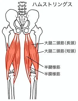 ハムストリングスは腿の筋肉