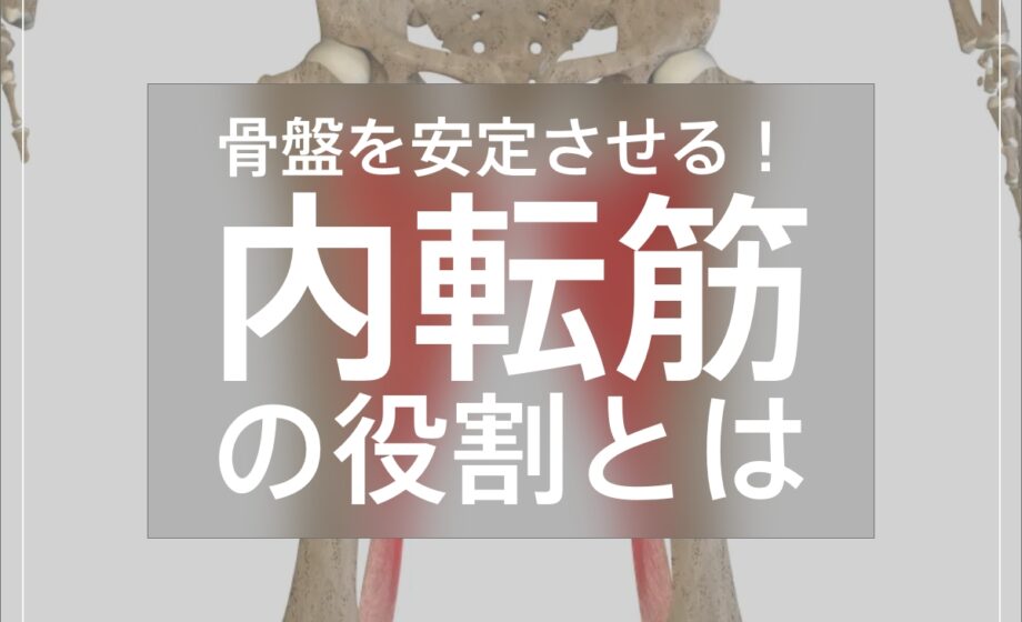 骨盤を安定させる？内転筋の役割とは